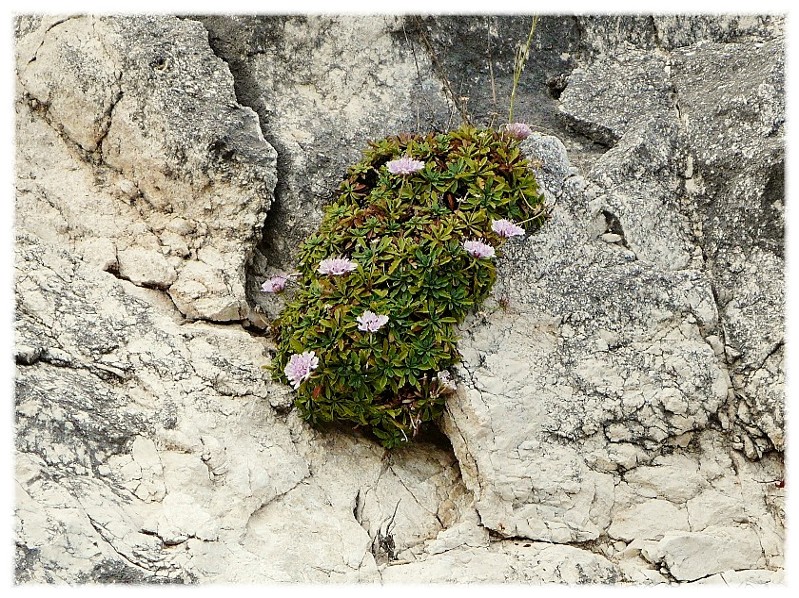 Lomelosia crenata subsp. dallaportae / Vedovina di Dallaporta